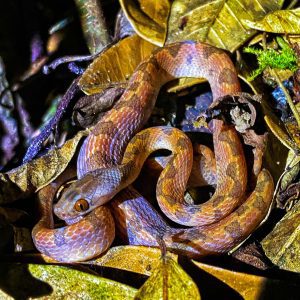 Leptodeira