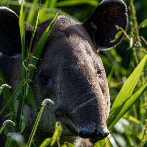 Corcovado National Park Tour from Drake Bay