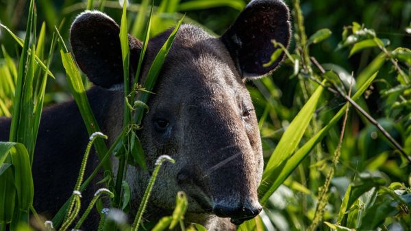 Corcovado National Park Tour from Drake Bay