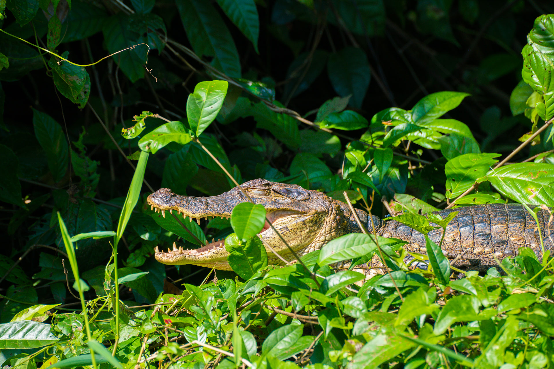 Up-Close Encounters Our tours offer exclusive access to prime caiman habitats, allowing you to observe these incredible creatures up close. Witness their hunting techniques, basking rituals, and even the sight of a protective mother with her young. Support Conservation By booking our tours, you contribute directly to conservation efforts in Costa Rica. Your participation helps protect caiman habitats, ensuring these ancient reptiles continue to thrive for future generations. Comfort and Safety We prioritize your safety and comfort on our tours. With well-maintained equipment and expert guides, we ensure a smooth and enjoyable experience, allowing you to immerse yourself fully in the wonders of Costa Rica's wildlife. Book Your Wildlife Tour Today Don't miss the chance to see caimans in their natural environment. Whether you're an avid wildlife enthusiast or a curious traveler, our Costa Rica wildlife tours promise an enriching and memorable adventure. Book now and join us in celebrating the beauty and diversity of the natural world.