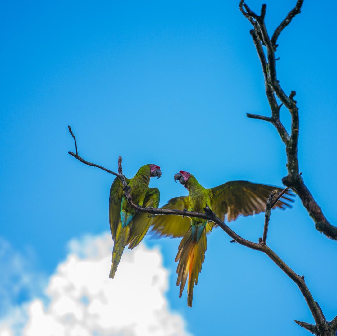 Green Macaw