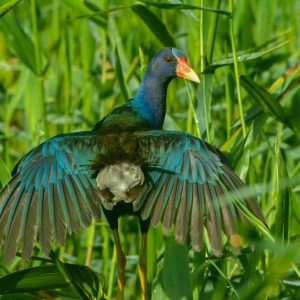 Dietary Diversity These birds are omnivorous and feed on seeds, insects, small fish, and even flower petals. Their varied diet highlights their adaptability, making them a key part of wetland ecosystems.