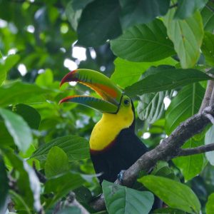 Unique Birdwatching Tours in Costa Rica: A Paradise for Nature Lovers