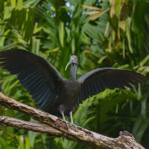 Indicator of Ecosystem Health As wetland and forest inhabitants, Green Ibises are key indicators of environmental health. Their presence signals a thriving ecosystem, making them a symbol of Costa Rica’s conservation success.