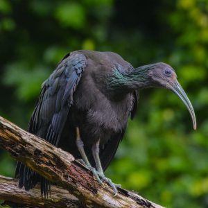 Vocal and Social This bird is known for its loud, hoarse calls, especially during the mating season or to communicate with its group. Listen carefully for its distinctive "kraah kraah" calls echoing through the jungle—an unforgettable experience! 4. Unique Nesting Habits Green Ibises often build their nests high in trees, near water bodies. They use sticks and leaves, forming a secure platform for their eggs. This strategic location reduces the risk of predators like snakes. 5. Indicator of Ecosystem Health As wetland and forest inhabitants, Green Ibises are key indicators of environmental health. Their presence signals a thriving ecosystem, making them a symbol of Costa Rica’s conservation success.