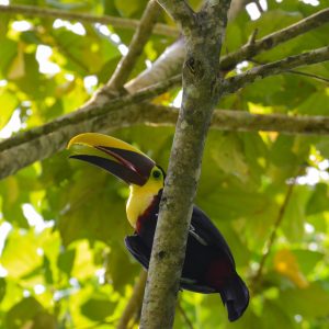 our amazing Toucan tortuguero national park fotograpy tour