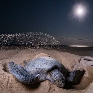 Tortuguero turtle tour July to October