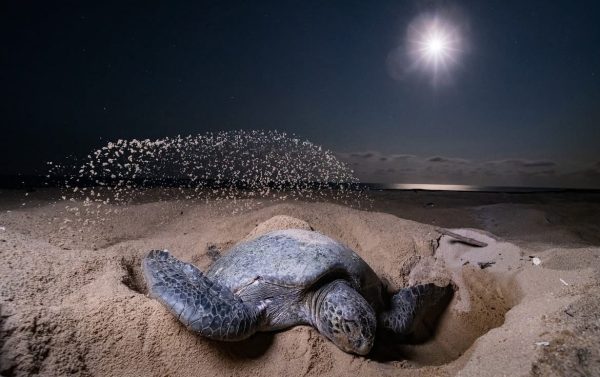 Tortuguero turtle tour July to October
