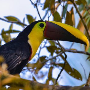 yellow throated toucan