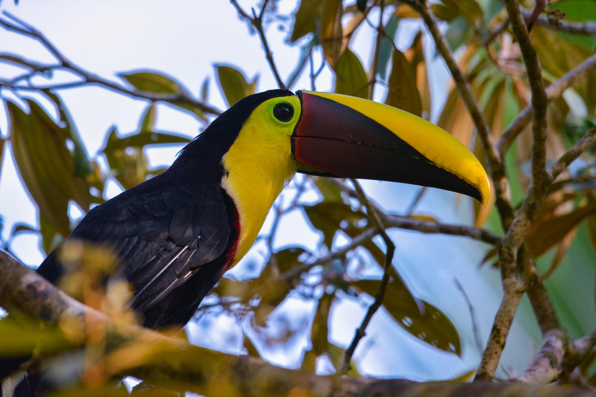 yellow throated toucan
