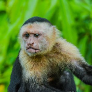 Tour de monos white faced capichino monkey