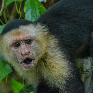 white capuchin monkeys
