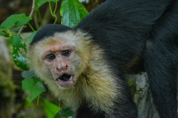 white capuchin monkeys