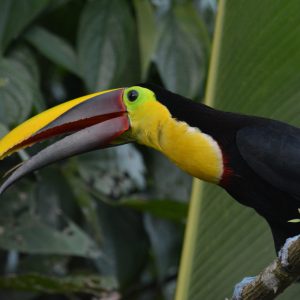 the great and biggets toucan in costa rica