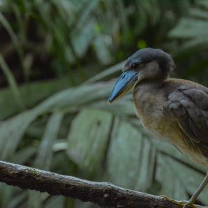 where to book the best birdwatching