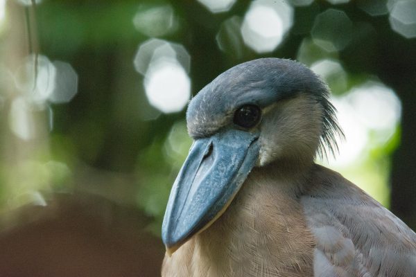 the great birding in tortuguero