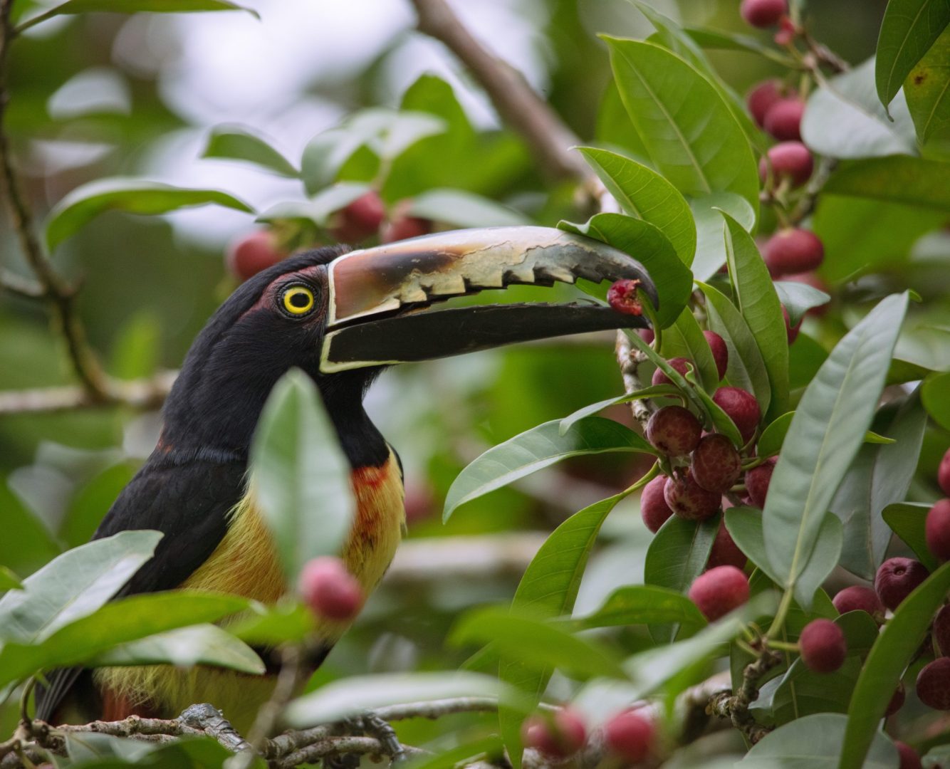 Tortuguero Signature Nature Trilogy