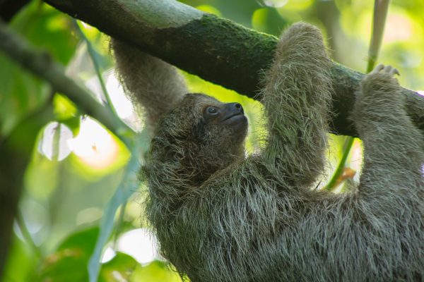 Family Time Sloth Safari TOUR EXPERIENCE