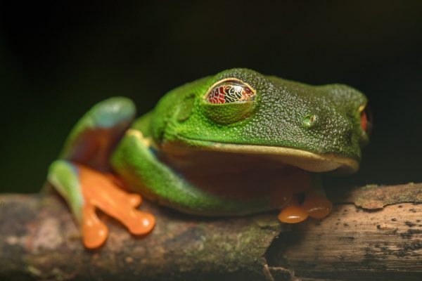  Tortuguero Night Tour Costa Rica – Eco Rainforest Night Walk Experience