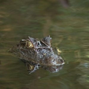 Costa Rica Elite Wildlife Photography Expedition