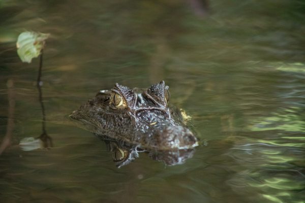 Costa Rica Elite Wildlife Photography Expedition