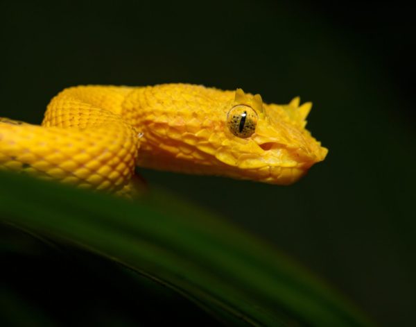 Exclusive Herpetology Experience Tour | Rainforest